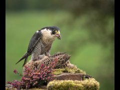 Eileen Jones - Peregrine with Prey - Second.jpg